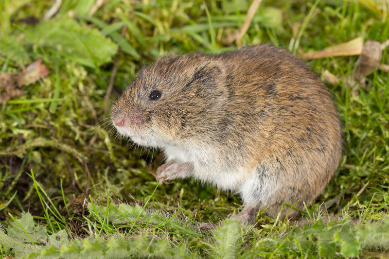 Noordse woelmuis Wesley Overman